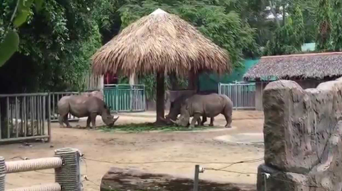 Những con Tê giác được bảo tồn trong Thảo Cầm Viên