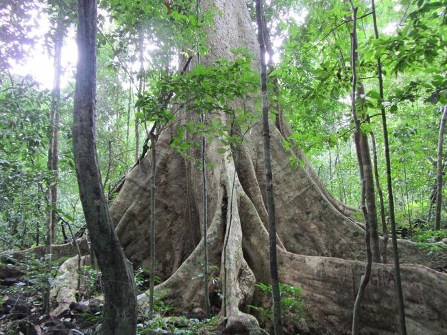 Cây Tung khổng lồ nổi tiếng ở Nam Cát Tiên – điểm du lịch Đà Lạt