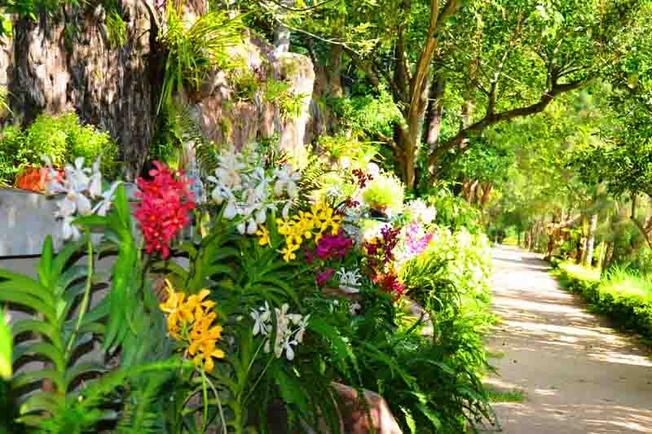 Vườn Hoa Lan được sưu tầm rất nhiều giống hoa lan quý hiếm