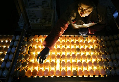 Trước khi có trang thiết bị hiện đại hơn, người nông dân Cao Bưu sẽ soi trứng vịt bằng nến. Ngày nay những trang trại lớn dùng băng chuyền lắp đèn, và nhiều nơi đang nghiên cứu các thuật toán để áp dụng công nghệ thị giác máy tính, nhận dạng trứng hai lòng. Ảnh: Alamy.