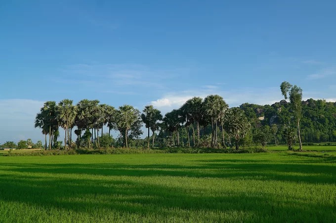 Thốt nốt là loại cây đặc trưng của tỉnh An Giang, có nhiều công dụng như làm cây phong cảnh, ăn quả, nguyên liệu sản xuất đường. Tên gọi "thốt nốt" do người địa phương đọc chệch từ tiếng Khmer là "th''not". Thời gian gần đây, những hàng thốt nốt được dân yêu du lịch "lăng xê", trở thành một trong những cảnh đẹp không thể thiếu khi check-in An Giang.