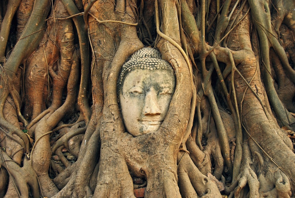 Khuôn mặt Phật 700 năm tuổi được bảo vệ toàn vẹn bất chấp rễ cây bao quanh. Gương mặt được nhận xét mang vẻ đẹp thánh thiện và siêu thoát, đem lại cảm giác bình an cho du khách ghé thăm. Đối với người mộ đạo, giữa phế tích đổ nát với nhiều bức tượng mất đầu, sự hiện diện của đầu tượng Phật trong thân cây toát lên ý nghĩa đặc biệt linh thiêng. Ảnh: Pinterest, Thousand Wonders.