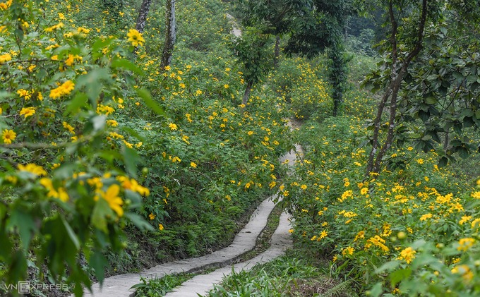 Một góc đồi hoa dã quỳ ở khu vực coste 400, nằm cách rừng thông khoảng 200 m. Đồi dã quỳ tại đây có diện tích hơn 10 ha, là điểm tham quan chính của khu du lịch. Du khách có thể đi theo những đường mòn đi bộ có tổng chiều dài khoảng 3 km để nhìn ngắm toàn bộ khu rừng trong mùa hoa.
