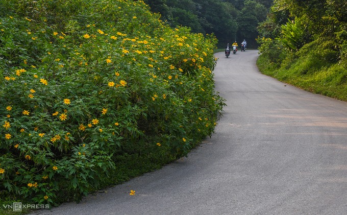 Đầu tháng 11, hoa dã quỳ vào mùa nở rộ tại vườn quốc gia Ba Vì. Từ cổng vào lên tới rừng thông coste 400, du khách sẽ bắt gặp những bụi hoa đang khoe sắc được trồng thành từng bụi lớn hai bên đường.