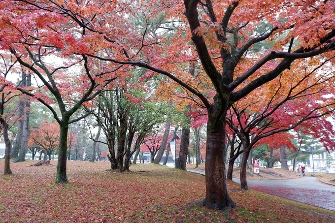 Khi lá vàng lá đỏ bắt đầu thưa dần ở trung tâm Osaka, Kyoto, Tokyo... thì công viên nai dưới chân núi Wakakusa, thuộc tỉnh Nara là điểm ngắm cảnh lý tưởng dành cho bạn. Bước xuống trạm tàu điện, đi bộ thêm 200 m, ngang qua vườn lá phong đang độ chín ngay trung tâm văn hóa Nara là đến.