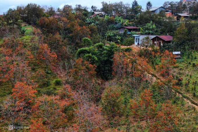 Cuối năm, nhiều loài cây trên vùng cao nguyên Langbiang đến mùa thay lá. Một trong những điểm đến đang được yêu thích gần Đà Lạt là vườn hồng ở huyện Lạc Dương với sắc đỏ, vàng tạo nên khung cảnh như mùa thu xứ ôn đới.