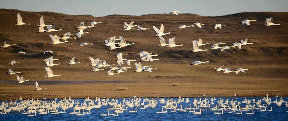 Vào tháng 9, bạn sẽ được chứng kiến hàng nghìn con thiên nga và những loài chim di cư khác dừng chân bên những hồ nước của Mông Cổ trong hành trình về phía nam. Bạn sẽ thấy cả những loài thường không sinh sống tại các quốc gia không tiếp giáp biển. Ảnh: News.