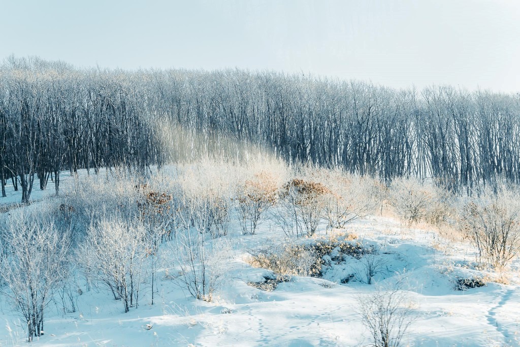 Tới Hokkaido (Nhật Bản) mùa tuyết, du khách nào cũng ao ước được chiêm ngưỡng khung cảnh trắng tinh khôi cùng những bông tuyết rơi dưới ánh nắng Mặt Trời lung linh, đẹp tựa kim cương. Hiện tượng bụi kim cương đã trở thành "đặc sản" của vùng đất lạnh nhất Nhật Bản vào mùa đông. Ảnh: Nguyễn Thế Vinh.