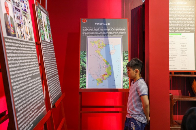 Bảo tàng rộng khoảng 250 m2, ngay lối vào là những bài viết, tranh ảnh, sơ đồ phân bố của sâm Ngọc Linh. Loài này chủ yếu ở vùng núi Ngọc Linh (thuộc Kon Tum và Quảng Nam), ở độ cao từ 1.200 đến 2.000 m. Sâm Ngọc Linh là một loại sâm quý đặc hữu của Việt Nam, được dược sĩ Đào Kim Long phát hiện vào năm 1973 trên núi Ngọc Linh. Nó nằm trong bốn loài sâm quý thế giới (sâm Ngọc Linh, sâm Triều Tiên, sâm Mỹ, sâm Trung Quốc) bởi có trong nhóm cấu trúc saponin khung dammaran giá trị cao. Đặc biệt, số lượng saponin của sâm chiếm tỷ lệ cao, nổi trội với 52 hợp chất nằm ở phần thân dưới, rễ, củ (sâm Triều Tiên dưới 40 hợp chất).