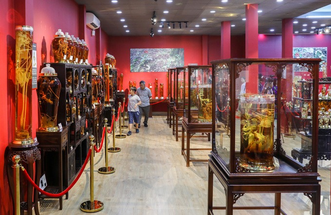 Ngày 1/12, Bảo tàng sâm Ngọc Linh (quận Tân Phú, TP HCM) hoạt động sau hai tháng xây dựng. Tại đây trưng bày hơn 400 hiện vật về giống sâm quý của Việt Nam.