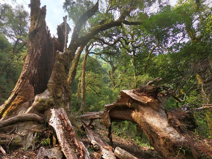 Rừng ở Tả Liên còn rất hoang sơ, với những gốc cây cổ thụ hàng trăm tuổi rêu phong đầy ma mị.