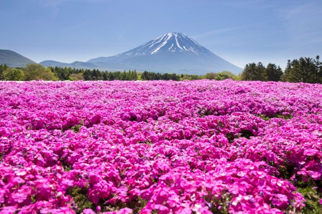 2. Núi Phú Sĩ, Nhật Bản: Mùa xuân ở Nhật Bản luôn rực rỡ sắc hoa. Nơi đặc biệt trong đó phải kể đến núi Phú Sĩ. Vào thời điểm này, dưới chân núi Phú Sĩ thu hút rất đông du khách khắp thế giới đến ngắm hoa hồng nở. Sự kiện này sau đó đã trở thành một lễ hội dành riêng cho hoa hồng ở đây.