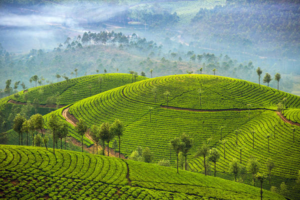 Venkatanarasimharajuvaripeta (28 chữ cái) là tên một ga tàu ở Andhra Pradesh (Ấn Độ), nơi nổi tiếng với những đồi chè đẹp như tranh vẽ. Ảnh: The Culture Trip.