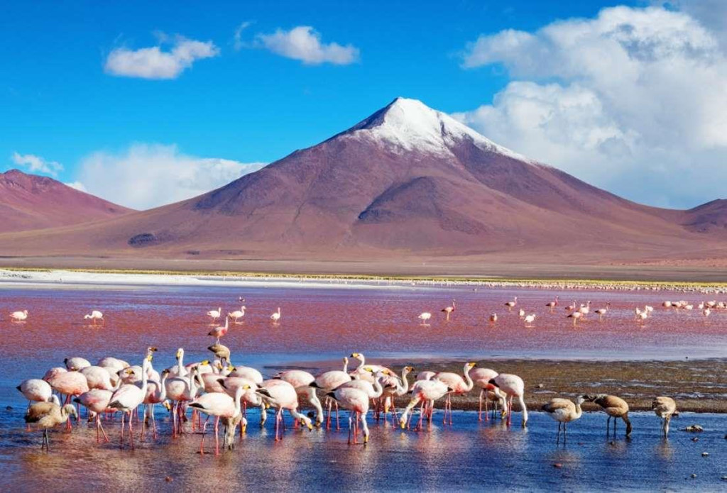 3. Laguna Colorada, Bolivia: Lần này không chỉ có hoa tạo nên sắc hồng, mà động vật chính là một phần trong đó. Trung tâm của đầm Laguna Colorada là nơi cư ngụ của rất nhiều hồng hạc. Ngoài ra, đầm nước này có màu sắc thay đổi giữa đỏ, cam và hồng, tùy thuộc vào điều kiện thời tiết hay mùa.