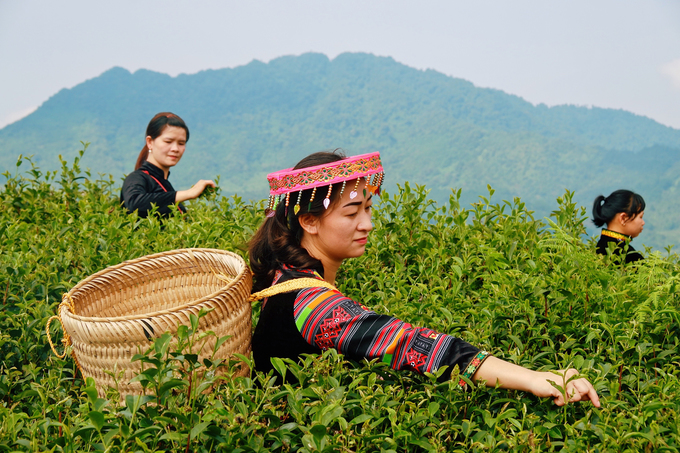 Đồn điền chè Kolia Đồn điền chè Kolia nằm tại Phia Đén, xã Thành Công, huyện Nguyên Bình. Nằm ở độ cao hơn 1.300 m so với mực nước biển, nơi đây có khí hậu mát mẻ và trong lành. Du khách có thể chiêm ngưỡng khung cảnh núi non hùng vĩ, trập trùng trong màn sương mờ ảo. Cũng từ đây, thương hiệu trà Phia Đén dần được xây dựng và có mặt trên thị trường. Du khách có thể nghỉ chân tại khu du lịch sinh thái Kolia, thưởng thức những món ăn chế biến từ nông sản được trồng tại chỗ.