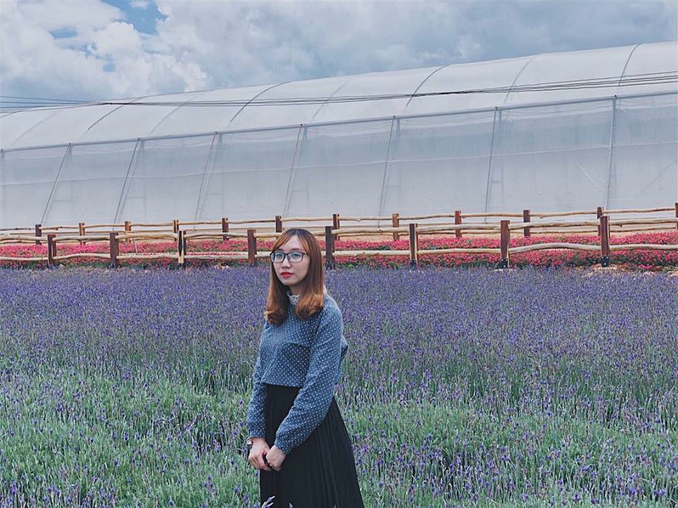 hoa lavender - dalat-ivivu-4