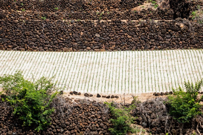 Đi bộ quanh đảo, du khách dễ dàng bắt gặp những tảng đá nham thạch được người dân địa phương đắp thành bức tường, bờ ruộng kiểu bậc thang để trồng hành và tỏi.