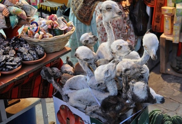 Bào thai llama khô là một trong những mặt hàng nổi tiếng và phổ biến ở chợ phù thủy. Nó được dùng để chôn dưới móng những ngôi nhà mới ở Bolivia nhằm xua đuổi các linh hồn ác quỷ. Ảnh: flickr.