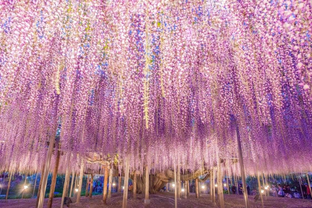 7. Vườn Kawachi Fuji, Nhật Bản: Tới tham quan thế giới hoa đầy màu sắc của Nhật Bản, bạn không thể không nhắc tới vườn Kawachi Fuji. Khu vườn nổi tiếng này sở hữu một đường hầm hoa tử đằng (Wisteria) dài hàng trăm mét phủ sắc tím hồng tuyệt đẹp.