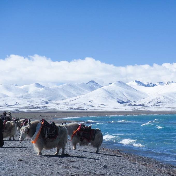Trong tiếng Tây Tạng, Namtso có nghĩa là “hồ thiên đường”, được các phật tử Tây Tạng coi là hồ thánh. Từ cuối tháng 5 đến giữa tháng 9, du khách có thể bắt gặp người Tây Tạng du mục chăn bò yak và cừu ven hồ. Vào năm con cừu theo lịch Tây Tạng, các tín đồ sẽ thực hiện một cuộc hành hương tới đây. Ảnh: Deskgram.