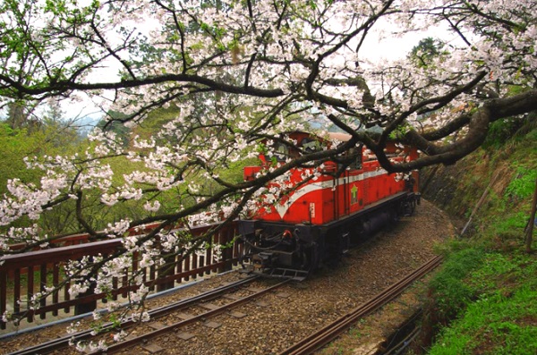 Alisan (giữa tháng 3 - giữa tháng 4) Không giống núi Dương Minh, các cây hoa đào ở Alisan mọc dọc đường, hoa nở xen kẽ với màu xanh các loại cây khác trong rừng, tạo cảm giác tươi mát, thoải mái, dễ chịu. Di chuyển: Bắt chuyến tàu cao tốc HSR ở ga Đài Bắc đến ga Chiayi hoặc ga Đài Trung. Từ ga Chiayi, bạn tiếp tục ngồi chuyến tàu lửa xuyên rừng đến Fenqihu rồi đi xe buýt lên Alisan.