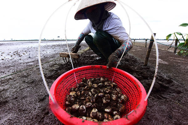 Người cào ngao ở Đồng Châu (huyện Tiền Hải, Thái Bình) thường chọn thời điểm khi thủy triều xuống để bắt đầu công việc, thường từ sáng sớm hoặc sẩm chiều. Lúc này nắng không gay gắt và mát mẻ.