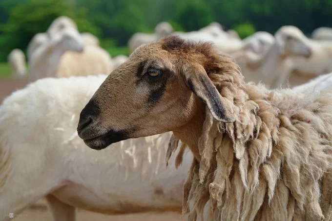 Cừu ở Suối Nghệ chủ yếu nuôi lấy thịt, lông không được sạch và trắng như các loài cừu thường thấy ở nước ngoài. Theo một người nuôi cừu thuê, mỗi năm, con cái thường sinh từ một đến ba con, nuôi khoảng 6 tháng nặng trung bình 35 kg.