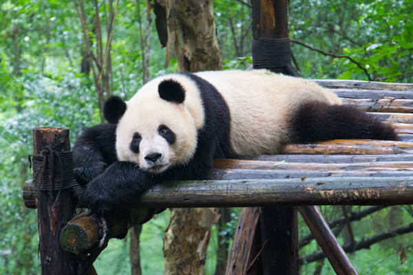 Trung tâm bảo tồn gấu trúc cấp quốc gia Chengdu Research Base of Giant Panda Breeding là nơi gây giống và chăm sóc khoảng hơn 100 cá thể gấu trúc. Đây cũng là nơi mà du khách có thể tiếp xúc gần gũi nhất với những chú gấu được huấn luyện và đảm bảo về sức khỏe.