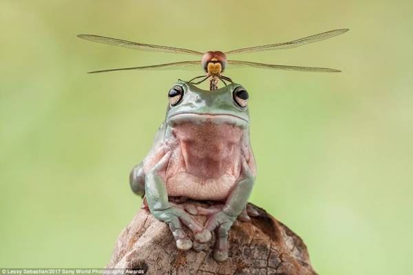  Tác phẩm của nữ nhiếp ảnh gia Lessy Sebastian ghi lại khoảnh khắc một con chuồn chuồn đậu trên đầu chú ếch được ban giám khảo đánh giá cao