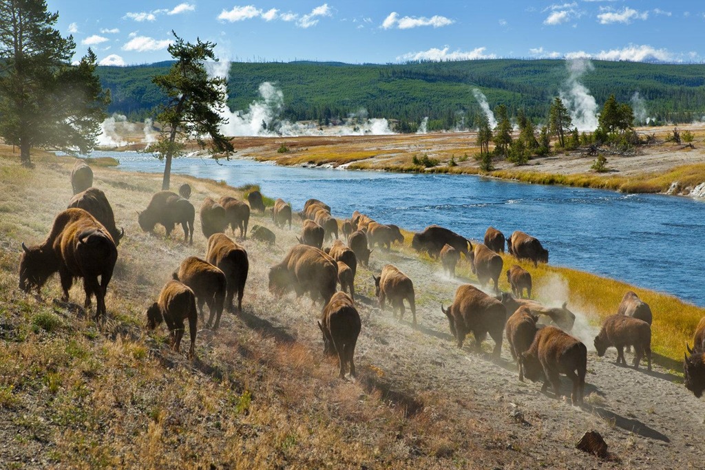 4. Động vật hoang dã ở công viên quốc gia Yellowstone, Mỹ: Công viên quốc gia Yellowstone có quần thể động vật hoang dã quý hiếm đang bị ảnh hưởng bởi việc chụp ảnh quá gần của du khách. Dù nhân viên kiểm lâm cảnh báo không được lại gần động vật hoang dã hơn 8 m, du khách vẫn thường xuyên phá luật khi lái xe tới gần. Mới đây, bức ảnh chụp chiếc xe cán chết một con bê đã gây nhiều phẫn nộ.