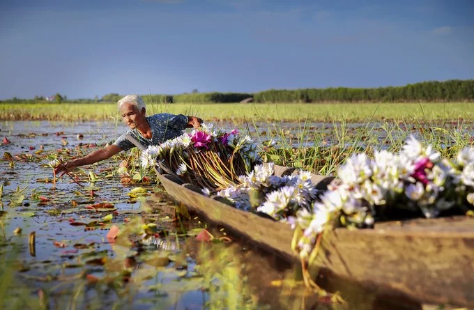 Cụ bà lội nước hái hoa súng dại trên cánh đồng Kiến Tường. Lũ về, các huyện đầu nguồn tỉnh Long An như Tân Hưng, Vĩnh Hưng, Mộc Hóa và thị xã Kiến Tường, nước ngập đến chân ruộng.