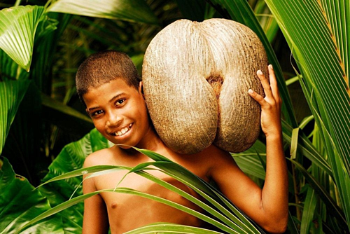 Quả của cây Coco de mer có thể nặng tới 42 kg. Ảnh: Amusing Planet.