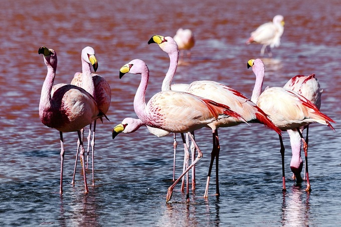 Các sinh vật tự nhiên có thể thích nghi và sinh sống ở Salar de Uyuni bao gồm chim hồng hạc và xương rồng cao tới 12 m. Cùng với cánh đồng muối bất tận và cảnh quan núi lửa độc đáo của dãy Andes, Salar de Uyuni sở hữu vẻ đẹp ngoạn mục không thể tìm thấy ở bất cứ nơi nào trên thế giới. Cánh đồng muối nằm ở khu vực hẻo lánh và có độ cao lớn. Một số tour còn đưa khách trải nghiệm lên tới độ cao 5.000 m, có thể gây ra những vấn đề về sức khỏe như sốc độ cao, khó thở và chóng mặt. Để khắc phục, bạn có thể tập quen với độ cao ở thành phố La Paz trong vài ngày hoặc mang theo thuốc. Ảnh: Sahara Spirit.