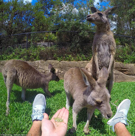 Ngoài những danh thắng đẹp, King còn đưa những nét đặc trưng của bản địa vào hình của mình. Mọi người có thể dễ dàng biết anh đang và cho kangaroo ăn tại một khu sinh thái tại Úc.