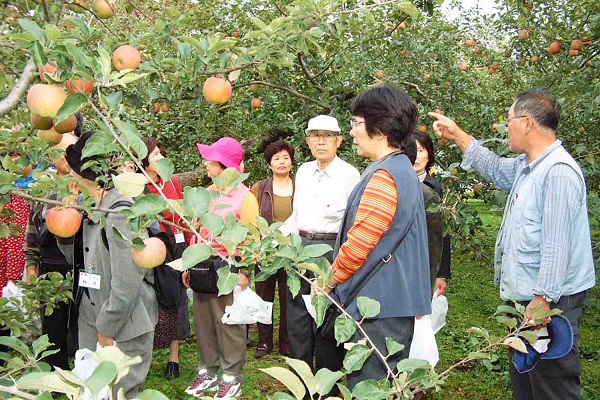 Ngoài việc thu hoạch táo cung cấp cho trong và ngoài nước thì tỉnh Aomori còn được biết đến như là một thiên đường du lịch tuyệt vời. Nơi đây nổi tiếng bởi những khu vườn táo bạt ngàn trải dài hút mắt, những hoạt động vui chơi, hái táo thu hút rất đông khách du lịch tới tham quan.