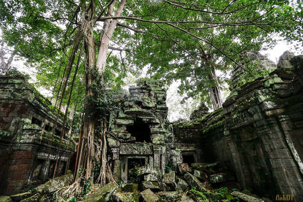 Trong số đó, Ta Prohm là ngôi đền đặc biệt nhất trong quần thể Angkor. Ngôi đền được xây theo phong cách Bayon vào khoảng cuối thế kỷ 12 và đầu thế kỷ 13.