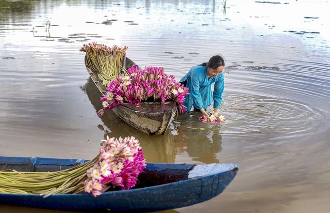 Lũ về cũng là lúc nông dân dọn sạch đồng ruộng, cày trục đất ngâm lũ đón nhận phù sa, hối hả mưu sinh thu hoạch các loại cá đồng, rau dân dã miền Tây như hoa súng, điên điển hay hẹ nước.