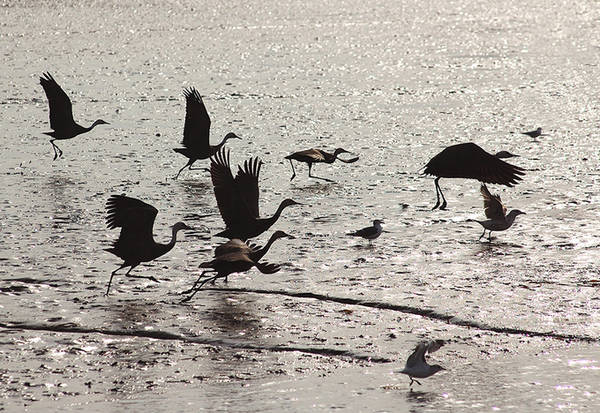 Mùa thu cũng là lúc hơn 1.000 loài chim di chuyển từ khắp nơi trên thế giới về Suncheon để trú đông. Không ít nhiếp ảnh gia chọn thời điểm này để "săn" những bức ảnh đẹp về loài sếu, hoặc lưu lại khoảnh khắc hoàng hôn bình yên trên vịnh Suncheon.