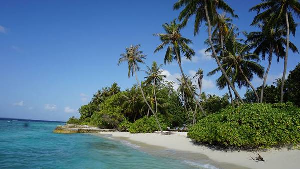 Dừa bên bờ biển trên đảo Bandos resort