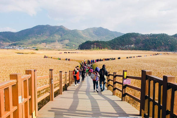 Thời điểm lý tưởng nhất để ngắm vẻ đẹp thiên nhiên của khu sinh thái Suncheon là mùa thu. Từ tháng 10, cả cánh đồng lau sẽ ngả dần sang màu vàng óng, tạo nên khung cảnh lãng mạn.
