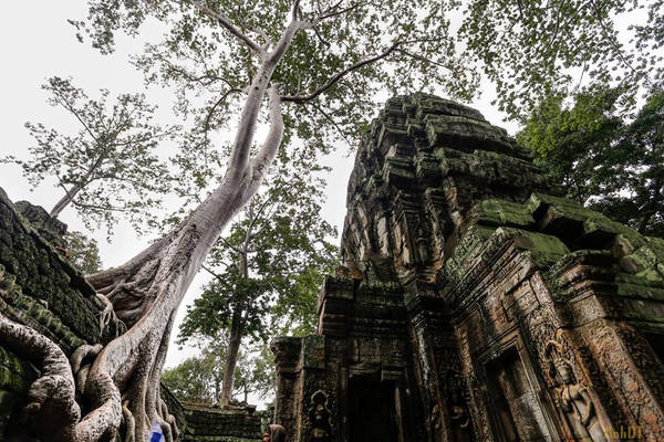 Ta Prohm như đưa con người ta như đến với một thế giới khác, nơi thiên nhiên hoàn toàn ngự trị. Nếu Angkor Wat là chứng tích cho sức mạnh và tài năng của những con người Khmer cổ phi thường, Ta Prohm lại khiến người ta liên tưởng đến sức mạnh vĩnh hằng đầy kỳ diệu của thiên nhiên.