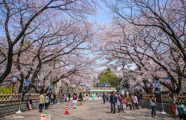 Những ngày này, du khách đến thành phố Nagoya của Nhật Bản sẽ được chiêm ngưỡng những cây hoa anh đào nở rộ khắp thành phố.