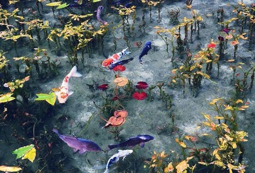 Nhiều người nghĩ ảnh hồ Monet như một bức tranh vẽ, hoặc bánh thạch rau câu. Ảnh: Sora News.