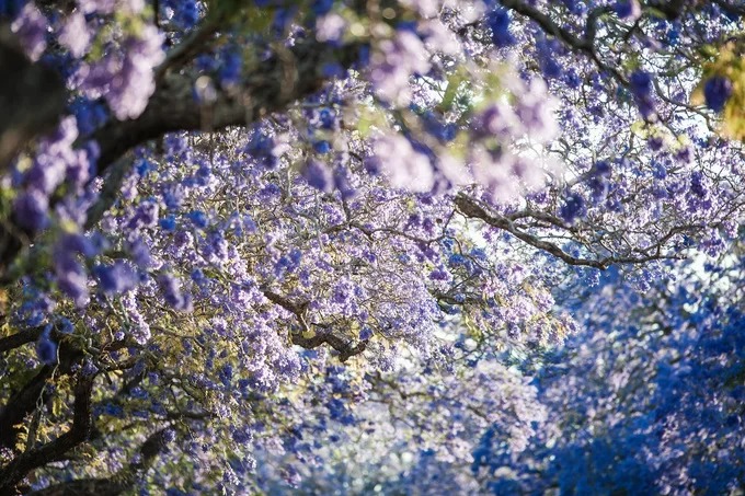 Grafton được coi là thủ đô phượng tím của Australia. Vào tháng 10, 11, hơn 4.000 cây nở hoa, phủ kín một khoảng trời ở thung lũng sông Clarence. Ảnh: My Clarence Valley.