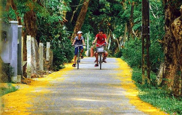 Không chỉ ở phố thị, các làng quê Quảng Nam những ngày này hoa sưa cũng trải dọc đường làng ngõ xóm.