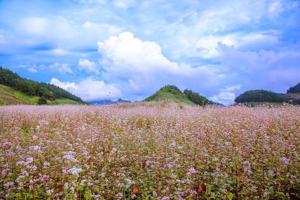 Ở Sơn La, hoa tam giác mạch được trồng nhiều, thành những vườn nhỏ dọc quốc lộ 6, trước khi vào trung tâm thị trấn Mộc Châu. Phí vào vườn tùy diện tích lớn nhỏ, dao động 15.000 - 20.000 đồng. Trên ảnh là cánh đồng hoa ở Vân Hồ, cách Mộc Châu 20 km, đoạn qua cung đường chữ S. Ngoài ra, bạn có thể ghé Bản Áng trong thị trấn Mộc Châu, nơi này cũng trồng các vườn hoa tam giác với phối cảnh đẹp cho khách chụp ảnh. Ảnh: Lê Việt Khánh.