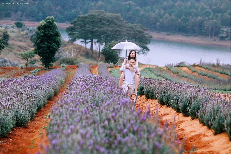 hoa lavender - dalat-ivivu-6