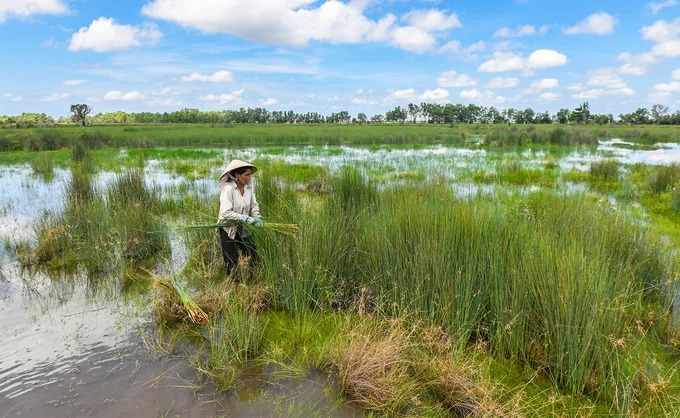 Hàng trăm năm nay, người Khmer ở vùng giáp biên giới Campuchia đã thu hoạch cỏ bàng để làm ra các sản phẩm thủ công phục vụ cho đời sống hàng ngày. Khi tới đồng cỏ bàng ở xã Phú Mỹ, huyện Giang Thành, khách tham quan có thể bắt gặp cảnh người dân đi nhổ cỏ trên những vùng đất ngập nước.
