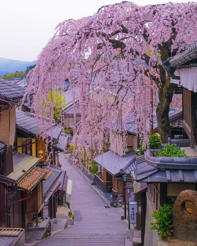 Trong đó, góc phố có cây anh đào trăm tuổi trên đường Sannen-zaka là một trong những nơi check-in nổi tiếng nhất Kyoto. Nếu du lịch vào mùa cao điểm, bạn chắc chắn không thể nào chụp được bức ảnh ưng ý khi đi chơi vào ban ngày vì quá đông đúc. Giải pháp duy nhất là đến đây vào sáng sớm hoặc tối mịt.