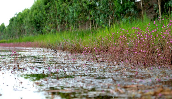 Theo các nhân viên của khu bảo tồn, năm nào nhĩ cán tím cũng nở nhưng đây là lần đầu tiên, nhĩ cán tím nở nhiều, đồng loạt và kéo dài khiến gần 1 km dòng kênh nội đồng nhuộm tím một màu hoa.  